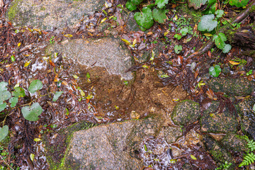 屋久島　白谷雲水峡