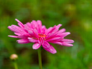 Flowers that bloom in the southern hemisphere during spring