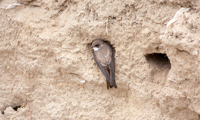 Close-up pair of terns busy building a nest, sand martin breeding, riparia riparia
