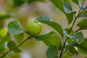 Close-up Lemon fruit hanging on tree in lemon farm