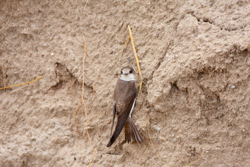Close-up pair of terns busy building a nest, sand martin breeding, riparia riparia