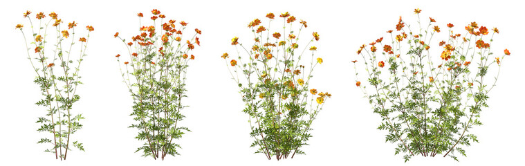 Full blossoms flowering springtime naturally transparent backgrounds 3d illustrations png