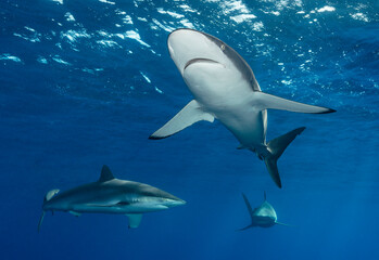 Eye level with three Caribbean Reef Sharks (Carcharhinus perezii) near the surface.