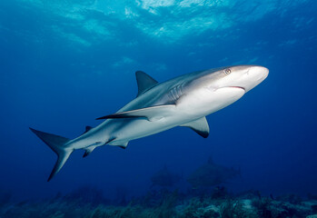 Eye level with a Caribbean Reef Shark (Carcharhinus perezii) near the surface with a coral garden below.