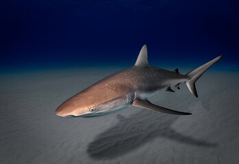 Naklejka premium Eye level with a Caribbean Reef Shark (Carcharhinus perezii) showing it's shadow on the sea floor.
