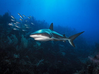 Eye level with a Caribbean Reef Shark (Carcharhinus perezii). Coral garden below and a shoal of silversides in front.