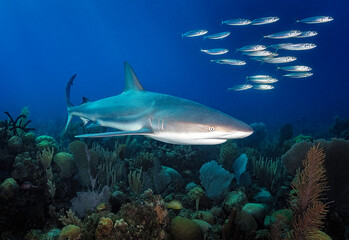 Eye level with a Caribbean Reef Shark (Carcharhinus perezii) above a coral garden below. Shoal of silversides in front.