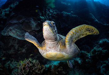 Eye level with a Green turtle (Chelonia mydas) swimming directly towards us and looking at us. The turtle's eye is very prominent.