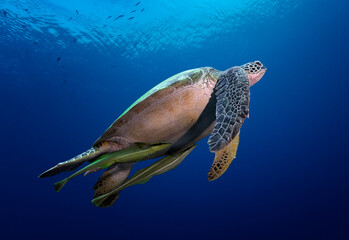 Eye level with a Green turtle (Chelonia mydas) swimming in the blue ocean. There are two Remora...