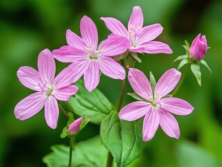 delicate pink flowers blooming in a lush garden