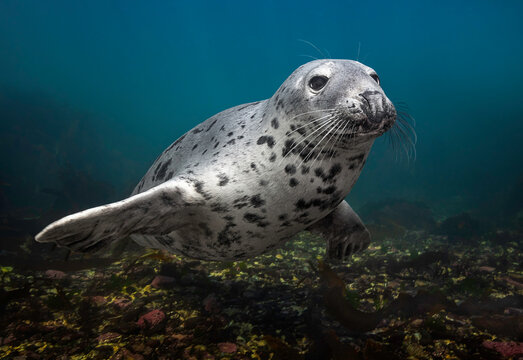 Grey Seal photographed underwater.