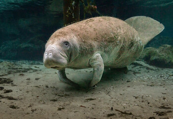 Eye level with a Florida Manatee (Trichechus) photographed underwater.