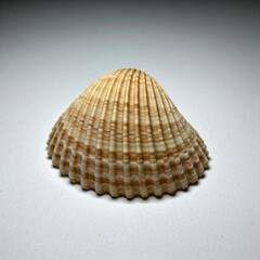 close up of a single white and brown seashell on white background