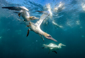 Eye level with diving Northern gannets (Morus bassanus) taking Mackerel (Scomber scombrus) underwater. 