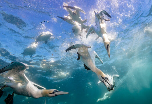 Eye level with diving Northern gannets (Morus bassanus) taking Mackerel (Scomber scombrus) underwater. 