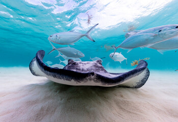 Eye level with a Southern Stingray (Hypanus americanus), shadow visible on the sandy seafloor and...