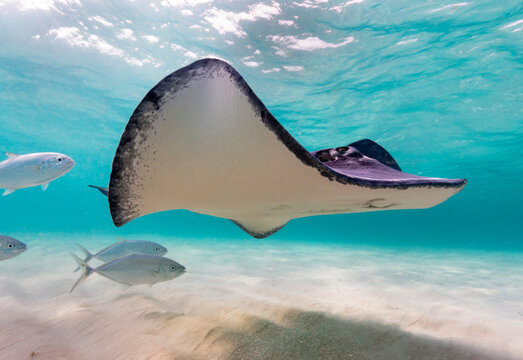 Eye level with a Southern Stingray (Hypanus americanus), shadow visible on the sandy seafloor and surface waves visible above. Bar jack fish just to the rear.