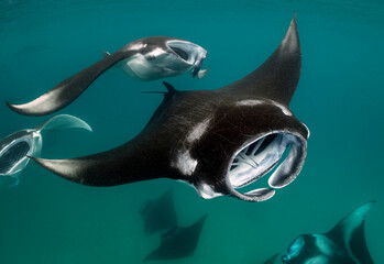 Reef Manta Rays (Mobula alfredi) feeding on plankton in the Maldives.