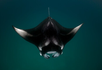Reef Manta Rays (Mobula alfredi) feeding on plankton in the Maldives.