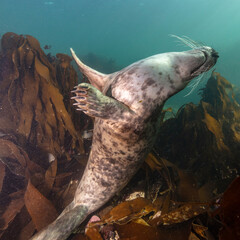 Grey Seal photographed underwater.