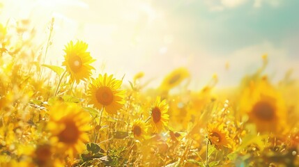 Obraz premium Vibrant Sunflower Field Bathed in Warm Golden Light Against a Clear Blue Sky, Capturing the Essence of Summer and the Beauty of Nature