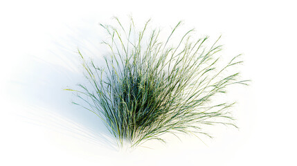 Fototapeta premium Littile bluestem with white background, 3D rendering, for illustration, digital composition, architecture visualization from top view 