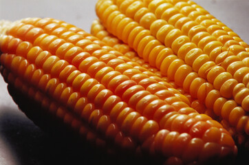 corn, maize, Zea mays, India