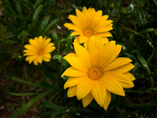 Flowers that bloom in the southern hemisphere during spring