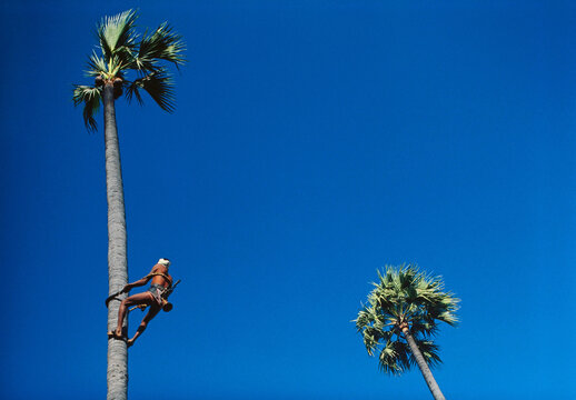 indian toddy palm tree climber collecting drink, India
