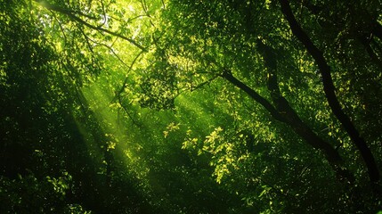 Fototapeta premium Lush Green Forest Canopy with Sunlight Filtering Through Leaves Creating an Enchanting Natural Atmosphere of Tranquility and Serenity in a Vibrant Ecosystem