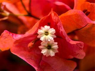 Flowers that bloom in the southern hemisphere during spring