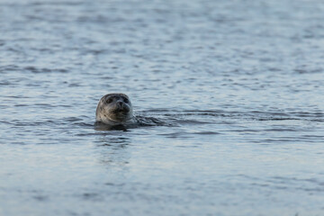 seal sticking its head out of the water, harbor seal, common seal, phoca vitulina, marine mammal, ocean, sea, predator, fishing