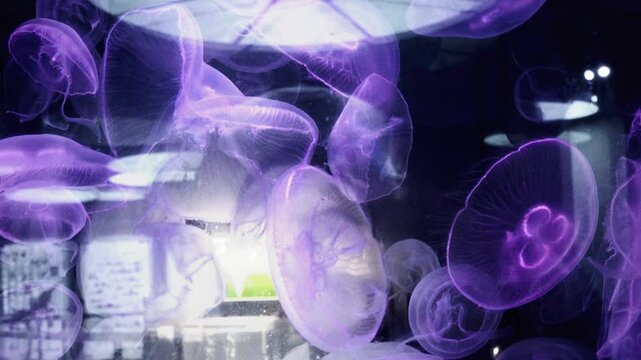 A stunning display of moon jellyfish floating gracefully in a dimly lit aquarium. Their translucent bodies emit a purple glow, creating a hypnotic underwater scene - KLCC Aquaria Aquarium kuala lumpur