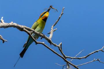 A Rainbow Bee-eater perched with a dragonfly in beak