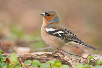 male finch, fringilla coelebs, atlas photo, characteristics, color, plumage, high quality