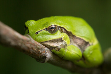 frog on a branch with limbs pressed to the body, position, hyla arborea, frog, arboreal, green, color, camouflage, beautiful, close-up, eye, nostrils, color, clinging to the branch