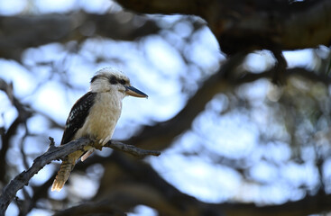 Fototapeta premium Australian Kookaburra sitting in the tree