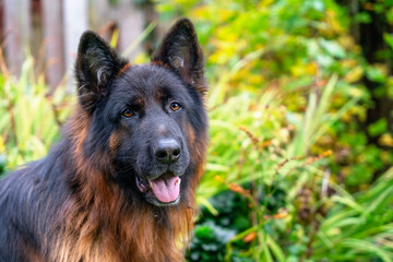 Happy German Shepherd enjoys a sunny day in a lush garden surrounded by greenery