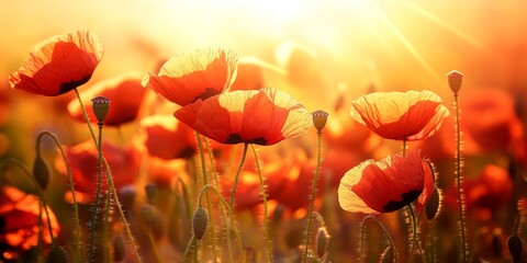 Close up view of vibrant poppy flowers in a sunny field, showcasing the beauty of poppies illuminated by sunlight. The poppy field glistens under the warm rays, creating a stunning floral display.
