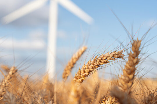 Wheat field with wind turbine in the background during a sunny day