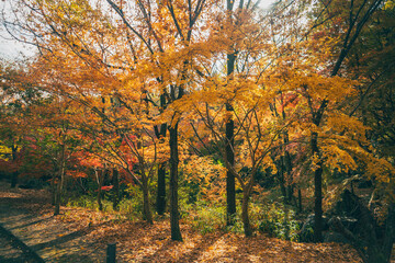 Fototapeta premium 秋の公園