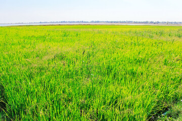 Obraz premium Green rice field landscape.