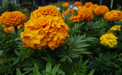 Flowers that bloom in the southern hemisphere during spring