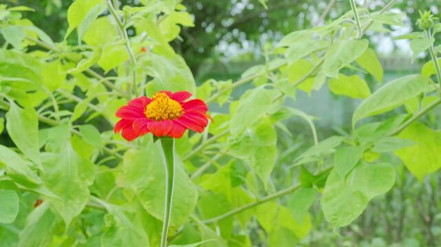 Zinnia flower with swing wind on green leaf background, natural park green leaf zero carbon ecosystem change.