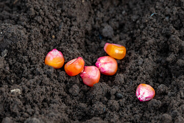 corn seeds sown in a row on a field in the ground