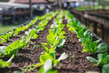 Fresh organic lettuce in a rural greenhouse. Rows of lettuce seedlings. Lettuce ready to pick for a fresh summer salad. Salad plants in greenhouse with automatic irrigation watering system.