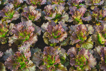 Fresh organic lettuce in a rural greenhouse. Rows of lettuce seedlings. Lettuce ready to pick for a fresh summer salad. Salad plants in greenhouse with automatic irrigation watering system.