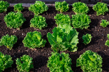 Fresh organic lettuce in a rural greenhouse. Rows of lettuce seedlings. Lettuce ready to pick for a fresh summer salad. Salad plants in greenhouse with automatic irrigation watering system.