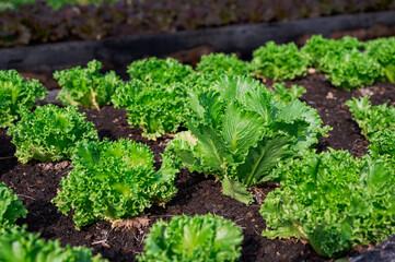 Fresh organic lettuce in a rural greenhouse. Rows of lettuce seedlings. Lettuce ready to pick for a fresh summer salad. Salad plants in greenhouse with automatic irrigation watering system.