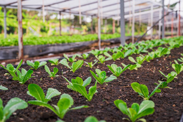 Fresh organic lettuce in a rural greenhouse. Rows of lettuce seedlings. Lettuce ready to pick for a fresh summer salad. Salad plants in greenhouse with automatic irrigation watering system.